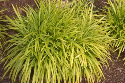 liriope-muscari-peedee-ingot-