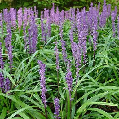 liriope-muscari-royal-purple--1