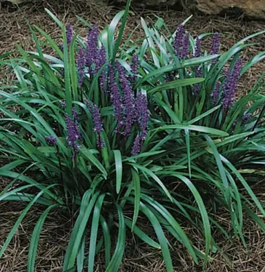 Colourful Liriope muscari 'Royal Purple' plants with purple flowers in a garden.