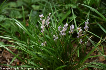 liriope-spicata--2