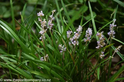 liriope-spicata--3