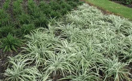 liriope-muscari-stripey-white--1