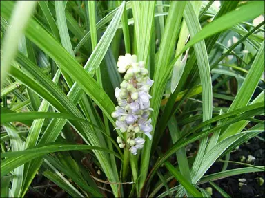 liriope-spicata-silver-dragon-2