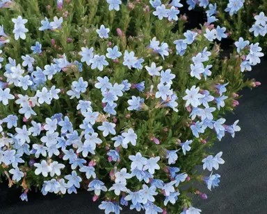 lithodora-diffusa-crystal-blue-