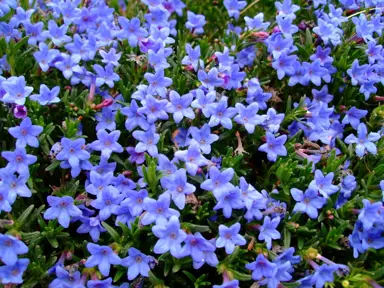 Lithodora 'Grace Ward' plant with masses of blue flowers growing as a ground cover plant.