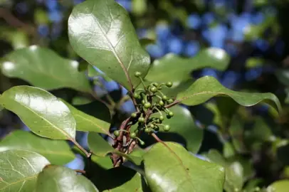 Litsea calicaris lush green foliage.
