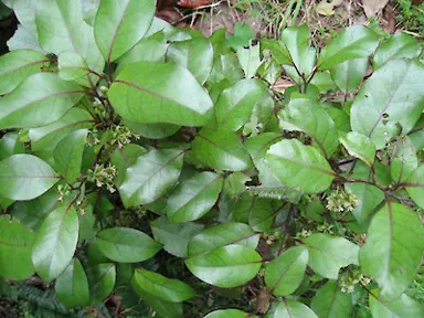 Litsea calicaris green foliage.