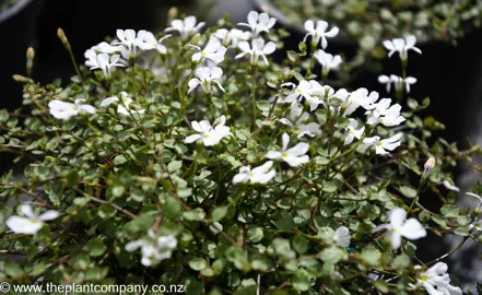 lobelia-angulata-