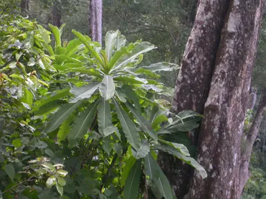 Lobelia giberroa plant with lush, green leaves in a forest.