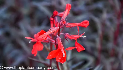 lobelia-queen-victoria-1