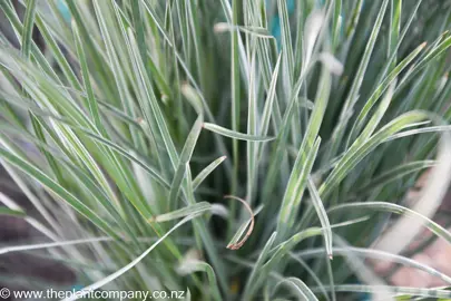 lomandra-arctic-frost--1