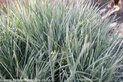 lomandra-arctic-frost--2