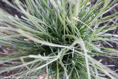 lomandra-arctic-frost--3