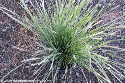 lomandra-arctic-frost--4