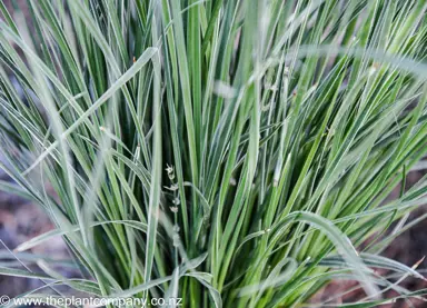 lomandra-arctic-frost--5