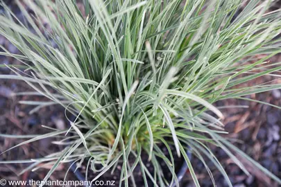 lomandra-arctic-frost--6