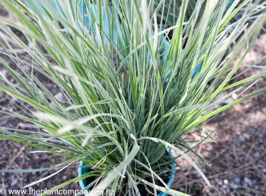 lomandra-arctic-frost-