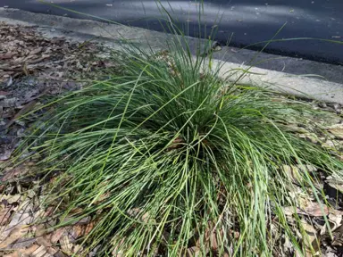 lomandra-evergreen-baby-1