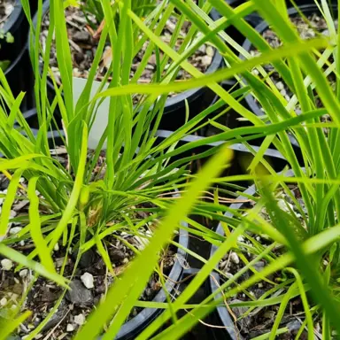 lomandra-green-allure-1