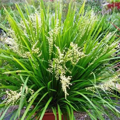 lomandra-hystrix-