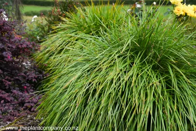 Lime Tuff with lush, green foliage.