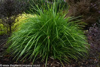 Lomandra Lime Tuff in a garden showing elegant foliage.