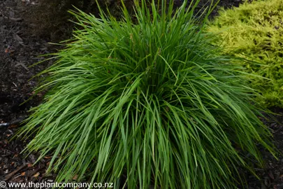 Lomandra Lime Tuff in a garden showing beautiful green foliage.