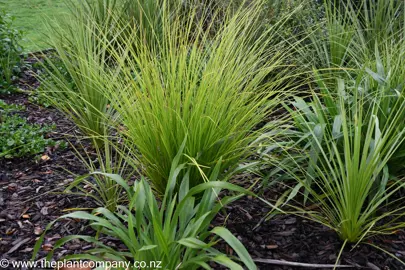 A Lomandra 'Lime Tuff' grass with beautiful, fresh-green foliage in a garden with NZ natives.