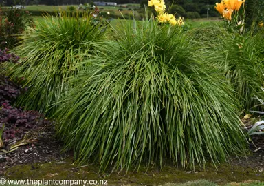 Lush, green foliage on Lomandra Lime Tuff in a garden.