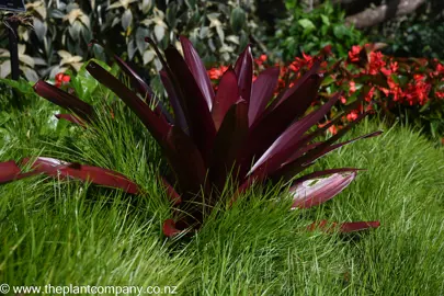 Lomandra Little Lime in a garden with lush, green foliage.