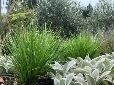 Lomandra 'Little Tuffy' small green plants in a mixed planting.