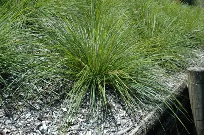 lomandra-verday-3