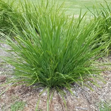 lomandra-longifolia-