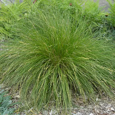 lomandra-misty-green-