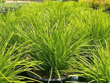 Lomandra 'Pom Pom' plants for sale at The Plant Company nursery.