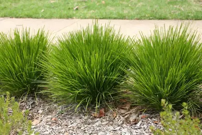 Lomandra 'Pom Pom' plants with lush green foliage growing in a border.