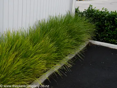 Lomandra 'Tanika' grass growing in a garden bordering a car park.