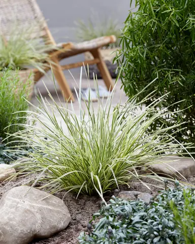 lomandra-longifolia-white-sands-1