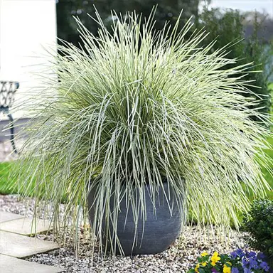 lomandra-white-sands-2