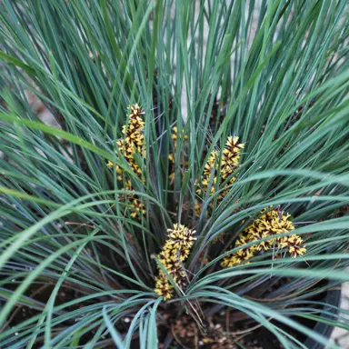 lomandra-frosty-tops-2