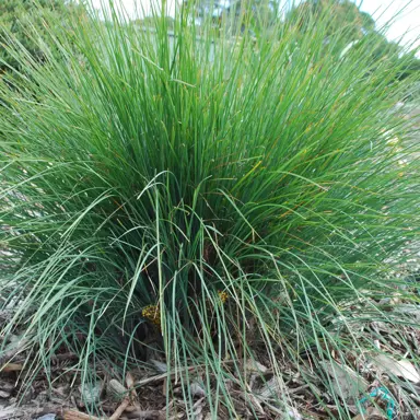 lomandra-frosty-tops-3