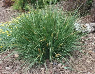 lomandra-frosty-tops-4