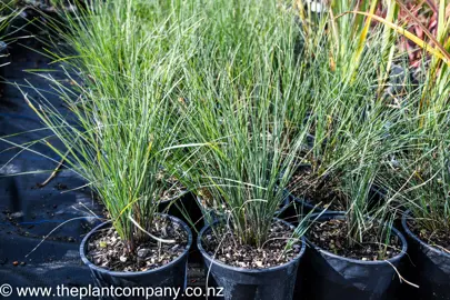 lomandra-frosty-tops-5