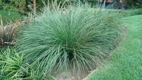 lomandra-nyalla-2