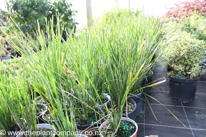 lomandra-nyalla-4