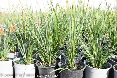 lomandra-nyalla-5