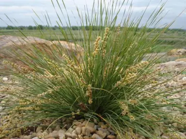 lomandra-shara-