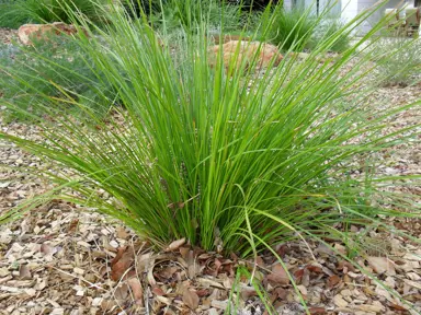 lomandra-tanika-4