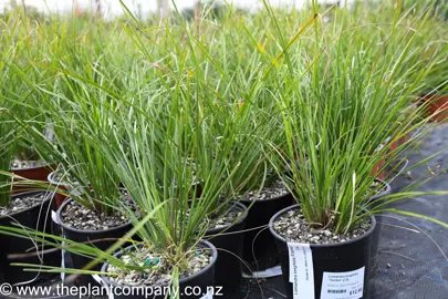 lomandra-tanika-5