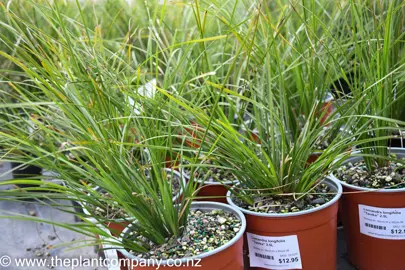 lomandra-tanika-6